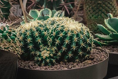 Echinocactus de taille moyenne